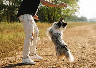 Natürliche Linderung von Gelenkschmerzen bei Hund und Katze